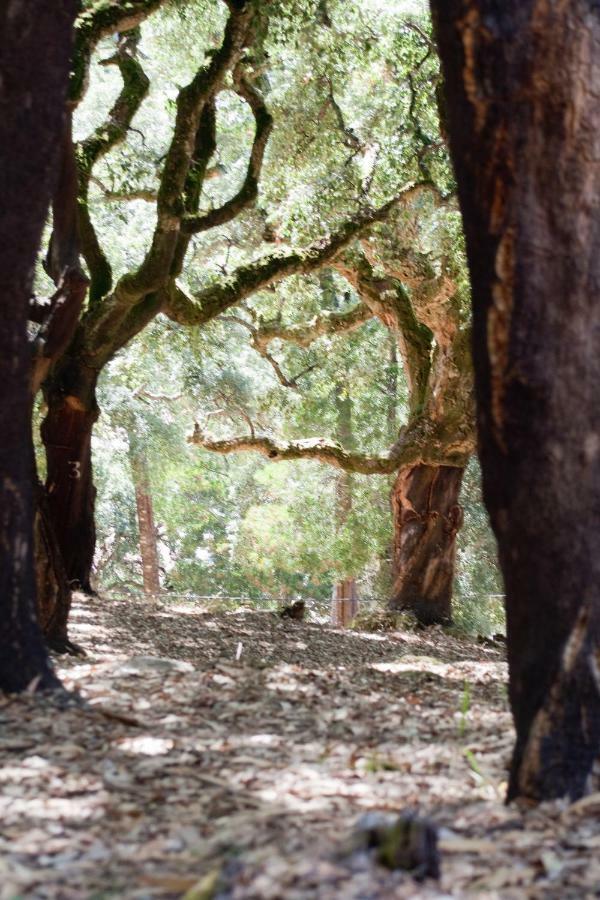 Quinta Algarve Das Relvinhas Моншики Экстерьер фото
